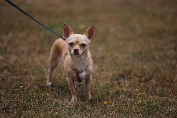 What Trends Will Dominate UK Women's Fashion Next Season?